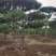 造型黑松造型油松景观松造型松黑松油松