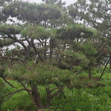 造型黑松造型油松景观松造型松黑松油松