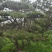 造型黑松造型油松景观松造型松黑松油松