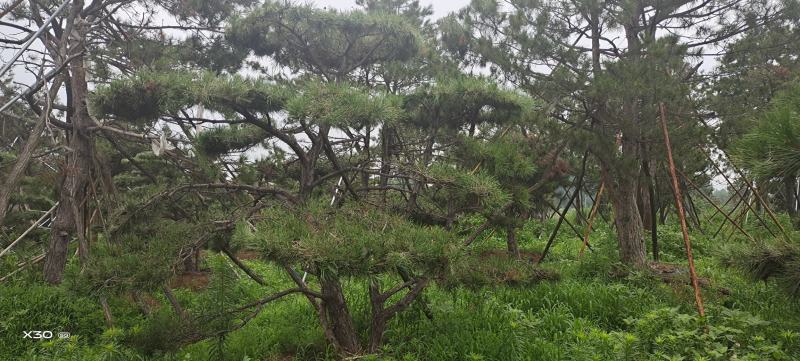 造型黑松造型油松景观松造型松黑松油松