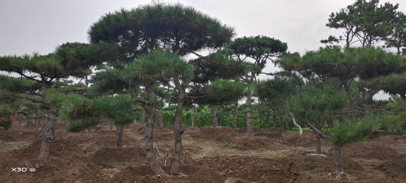 造型黑松造型油松景观松造型松黑松油松