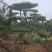 造型黑松造型油松景观松造型松黑松油松