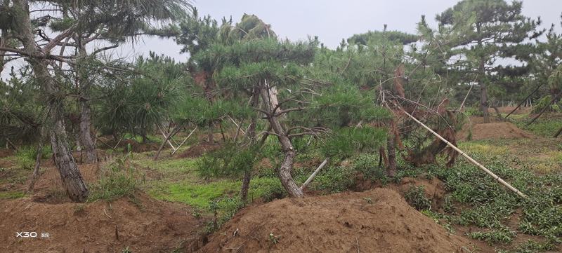 造型黑松造型油松景观松造型松黑松油松