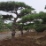 造型黑松造型油松景观松造型松黑松油松
