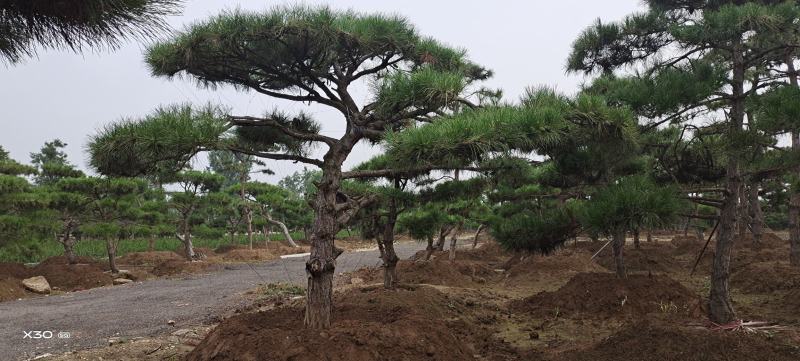 造型黑松造型油松景观松造型松黑松油松