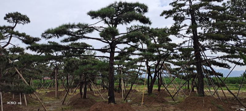 造型黑松造型油松景观松造型松黑松油松