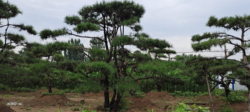 造型黑松造型油松景观松造型松黑松油松