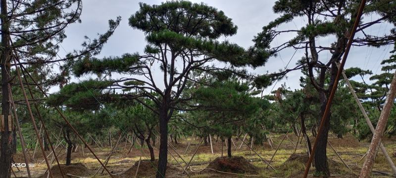 造型黑松造型油松景观松造型松黑松油松