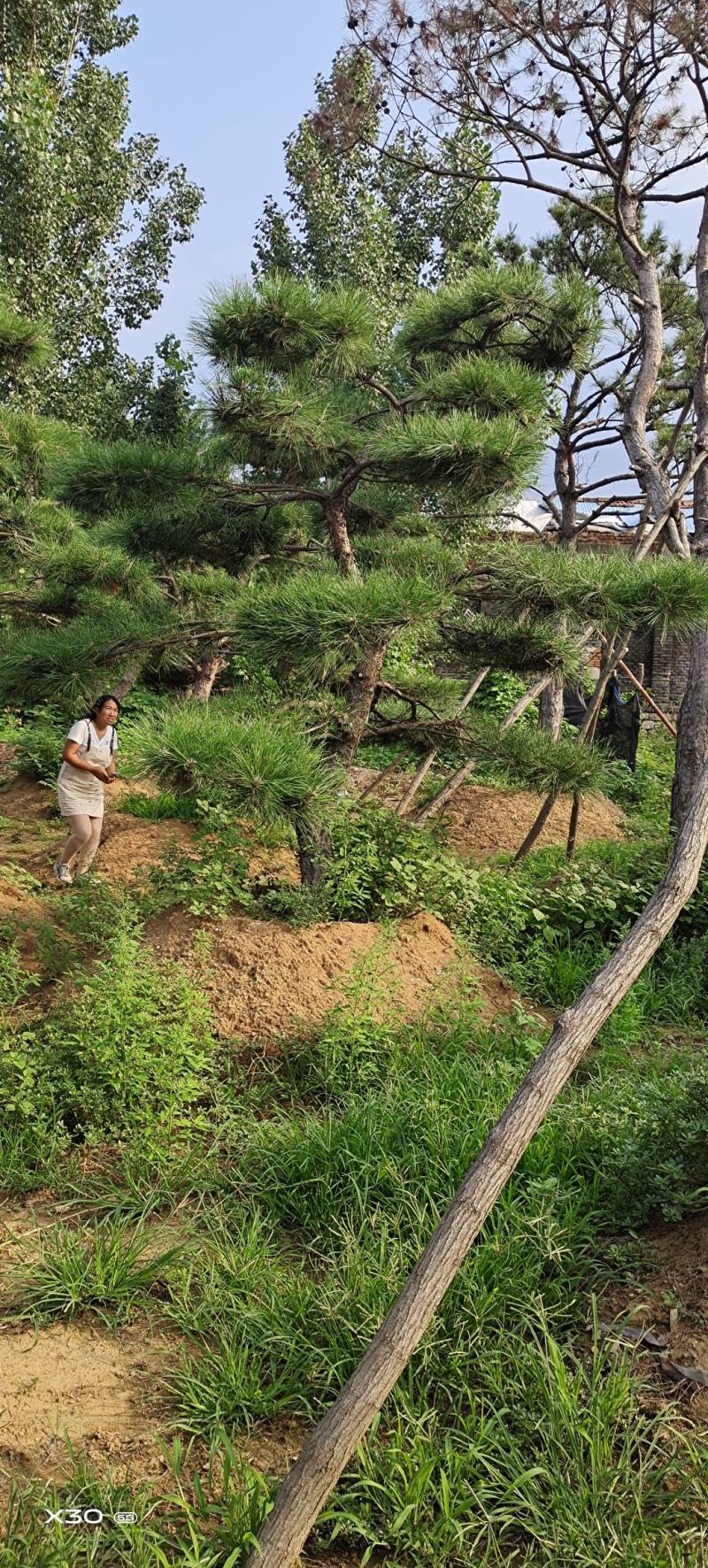造型黑松造型油松景观松泰山松造型松