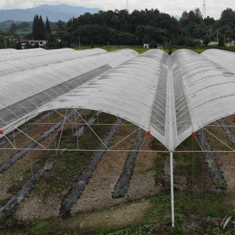 【复购高】蓝贵族大棚膜塑料薄膜长寿无滴膜葡萄专用膜