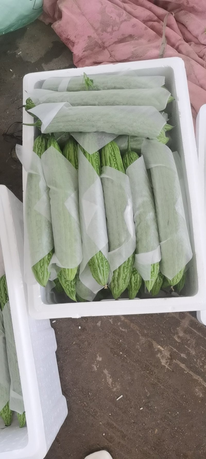 苦瓜山东精品苦瓜大量上市基地直供价格实惠欢迎采购
