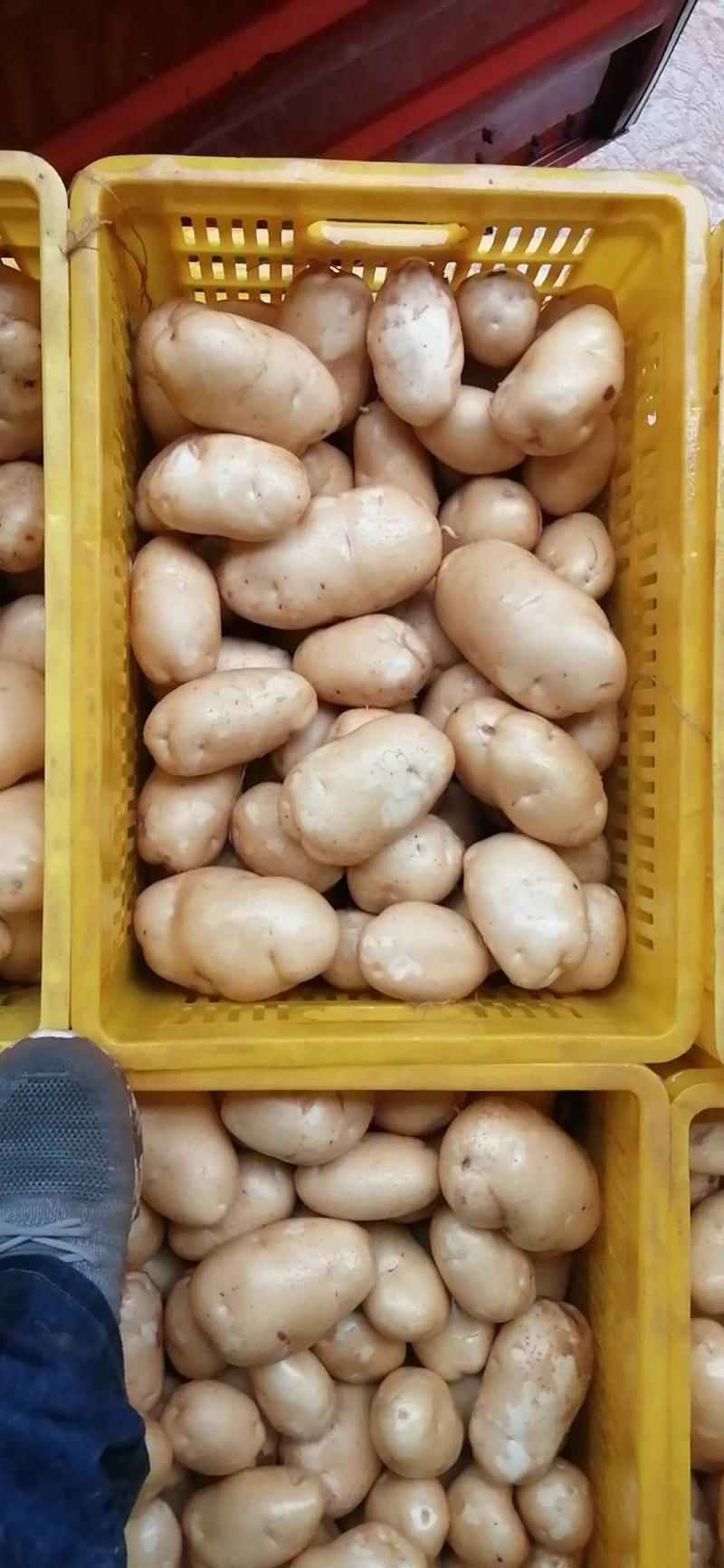 陕西定边县白泥井蔬菜基地大量226白皮土豆！马铃薯！洋芋