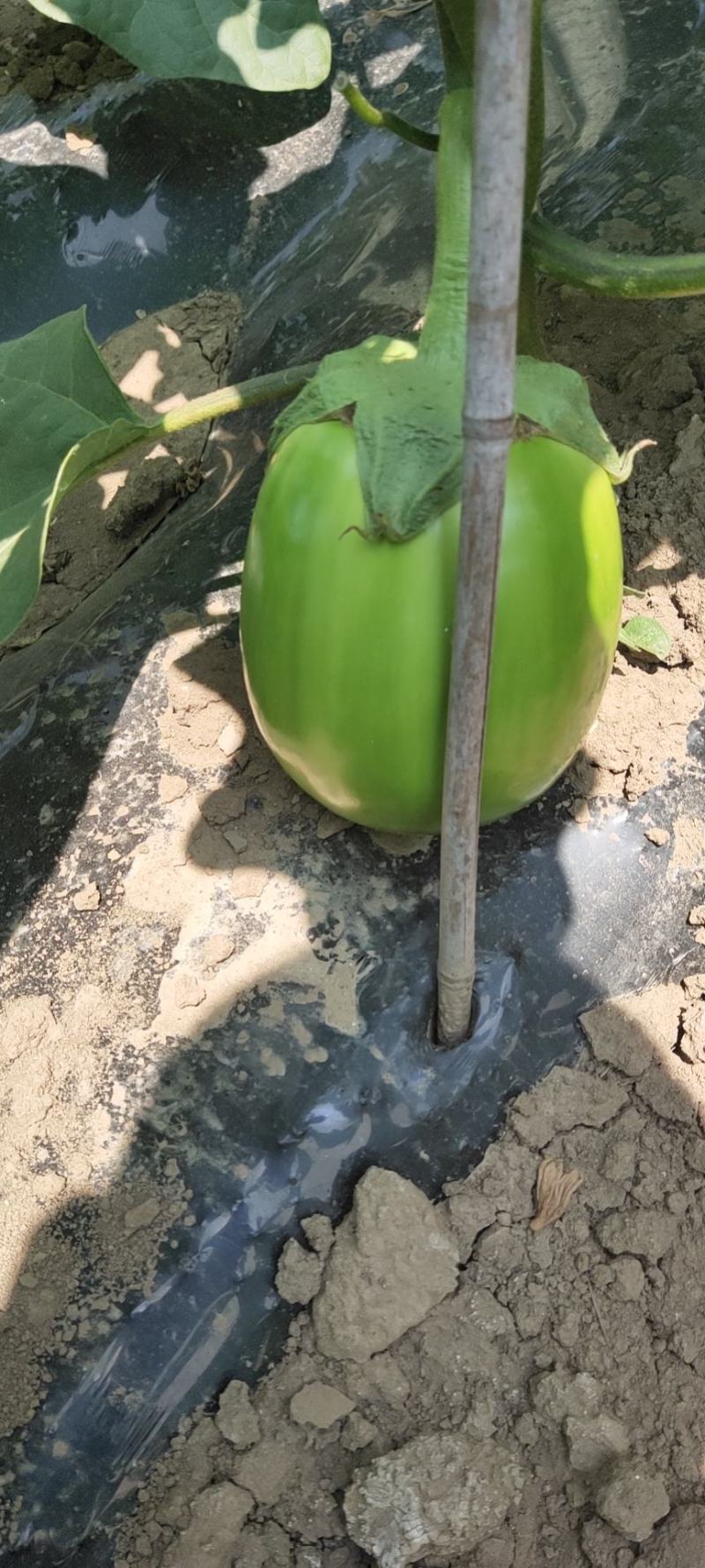 辽宁绿茄霸茄子8两以上新开源的小秧绿茄子保证质量诚信经营
