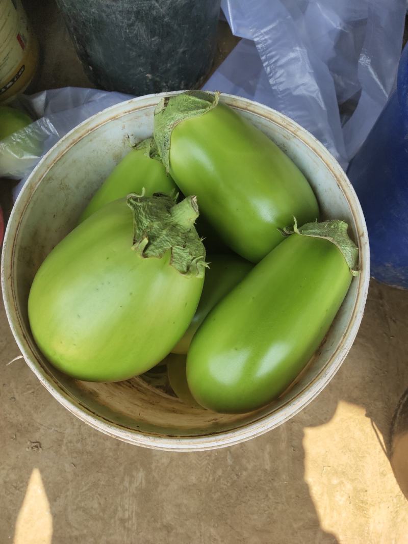 辽宁绿茄霸茄子8两以上新开源的小秧绿茄子保证质量诚信经营