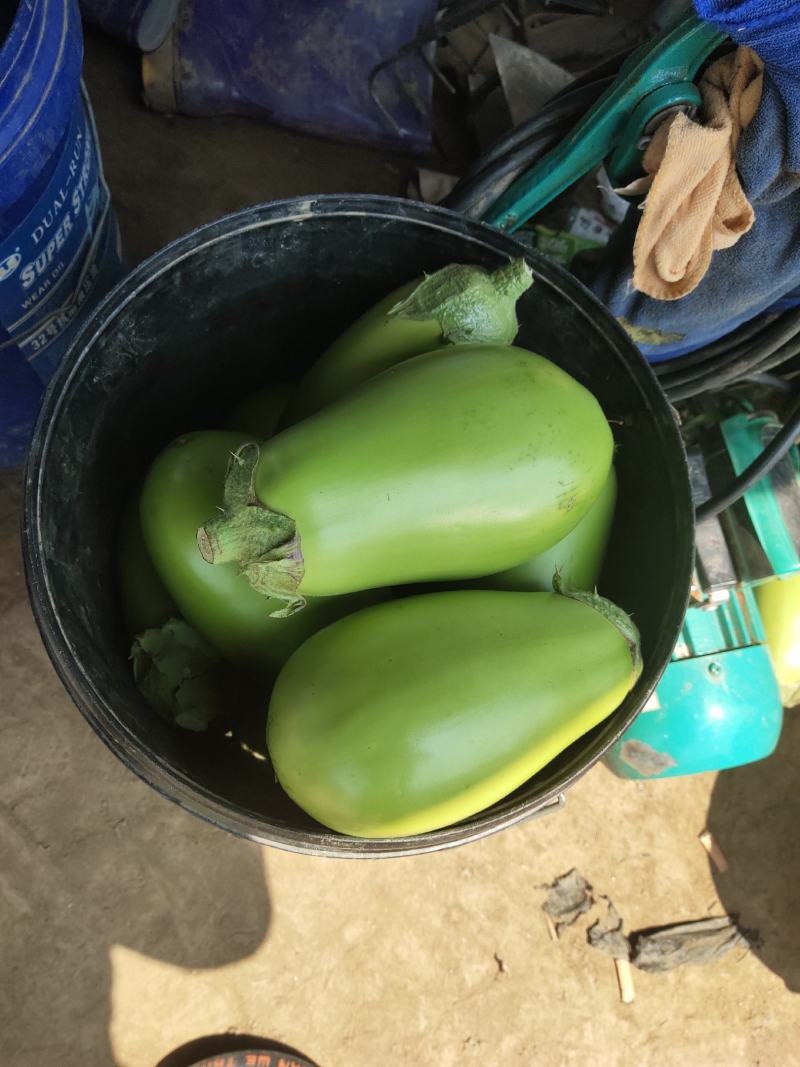辽宁绿茄霸茄子8两以上新开源的小秧绿茄子保证质量诚信经营