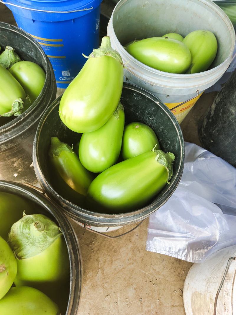 辽宁绿茄霸茄子8两以上新开源的小秧绿茄子保证质量诚信经营