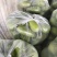 辽宁绿茄霸茄子8两以上新开源的小秧绿茄子保证质量诚信经营