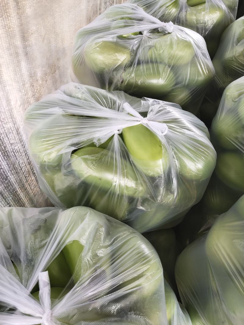 辽宁绿茄霸茄子8两以上新开源的小秧绿茄子保证质量诚信经营