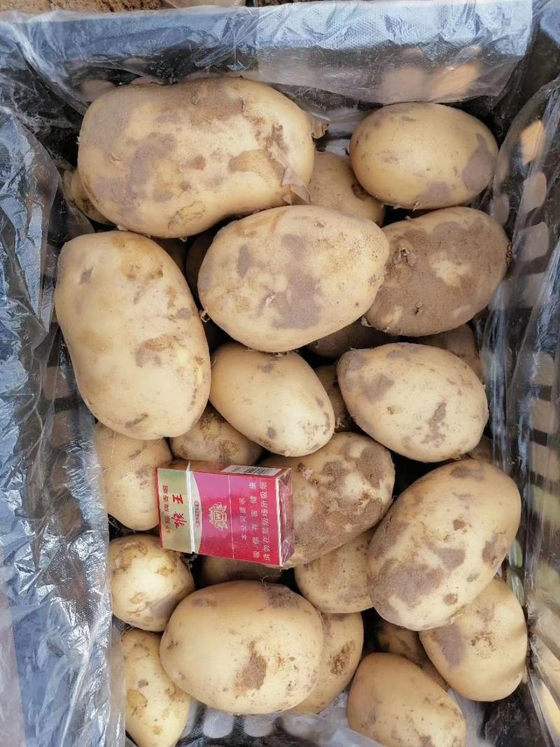 陕西定边县白泥井蔬菜基地大量226白皮土豆！马铃薯！洋芋