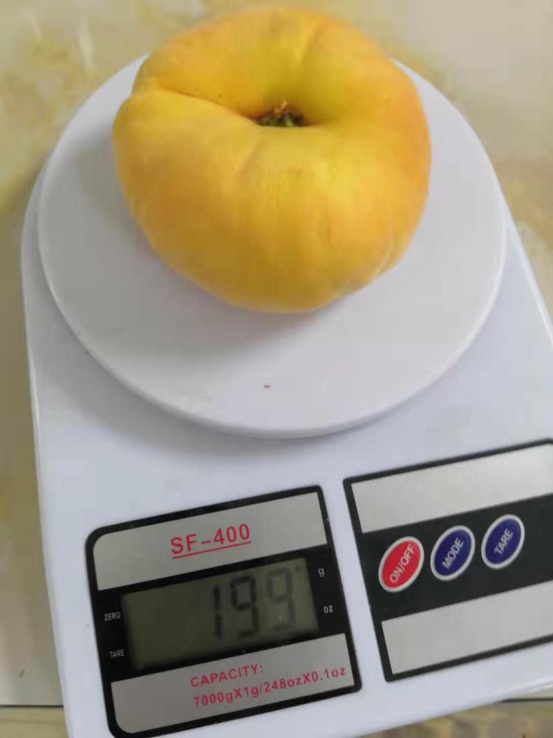 山东潍坊中潘11黄毛潘上市，实力代办代收诚信合作