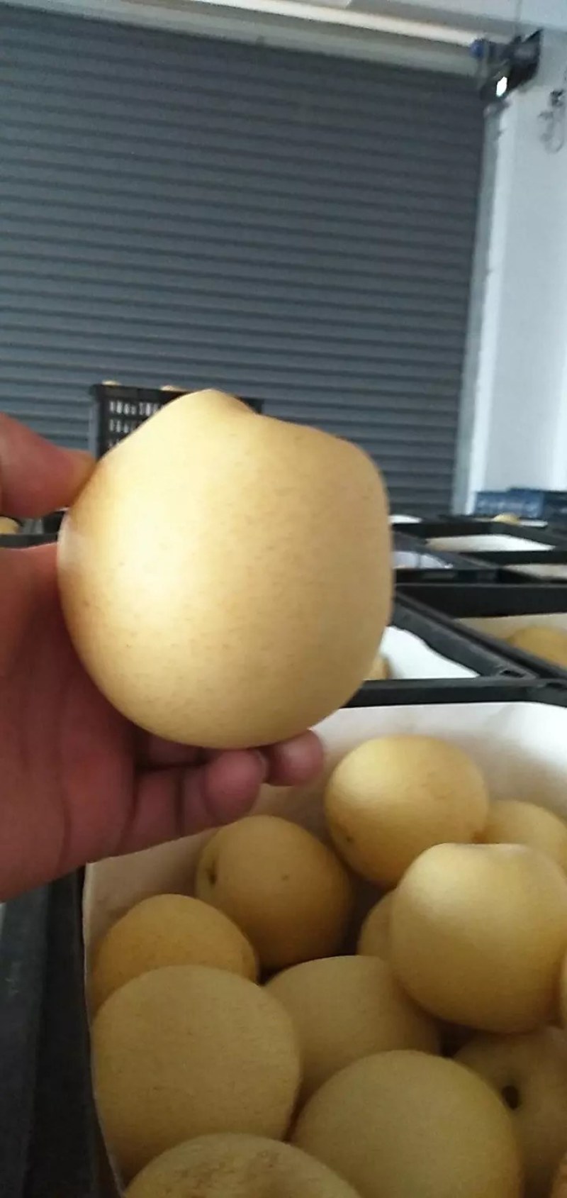 （套袋白梨）砀山白梨上市中，价格便宜，产地一手货源量大从优