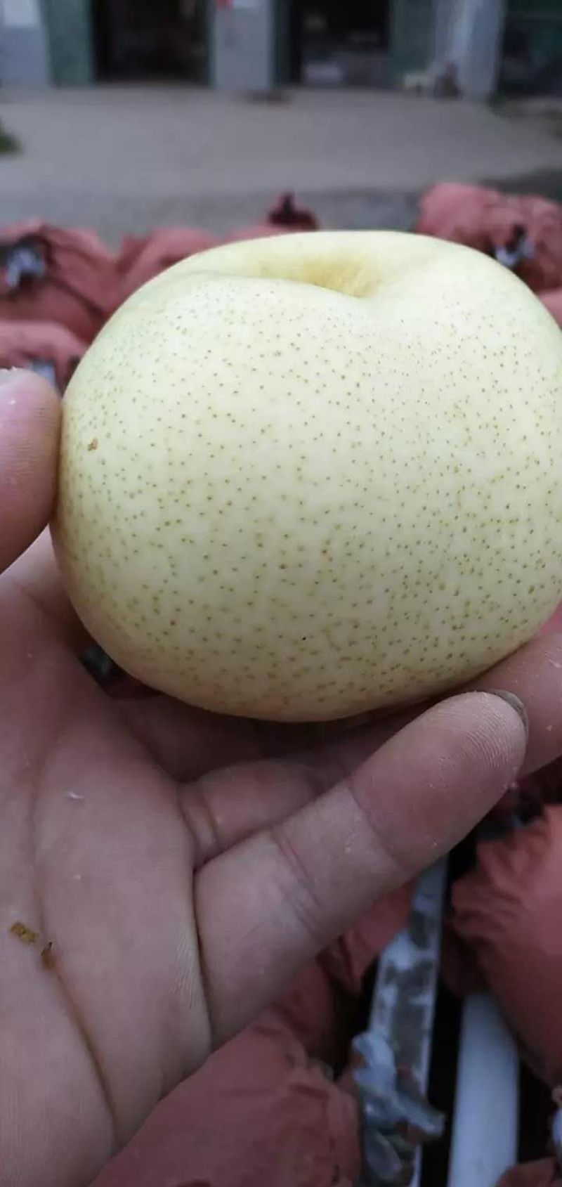 （套袋白梨）砀山白梨上市中，价格便宜，产地一手货源量大从优