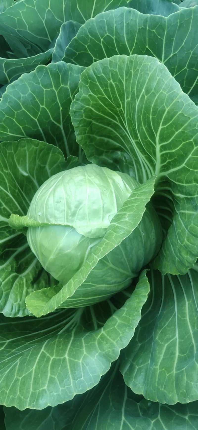 甘蓝大量上市！中甘系列！货源充足，基地直发