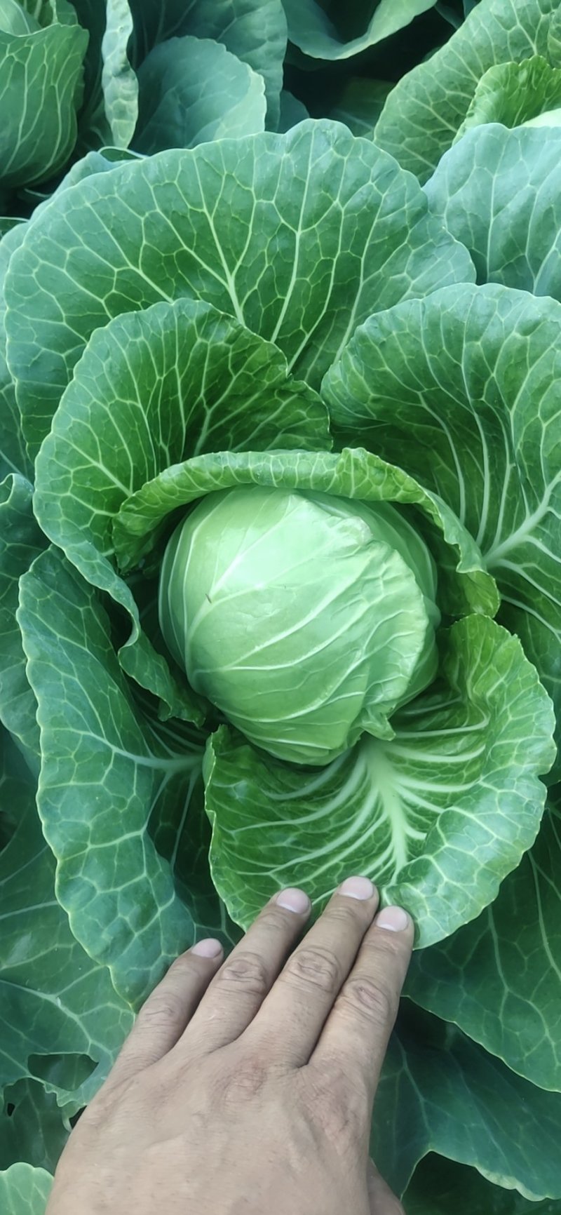甘蓝大量上市！中甘系列！货源充足，基地直发