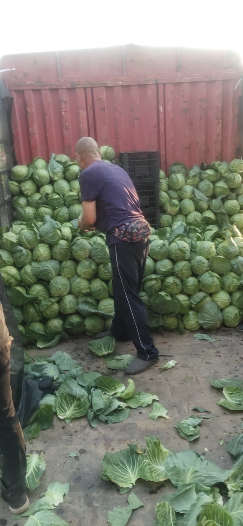 甘蓝大量上市！中甘系列！货源充足，基地直发