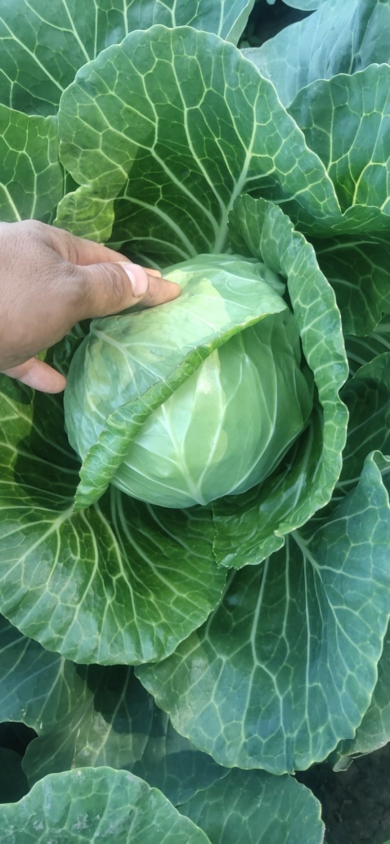 甘蓝大量上市！中甘系列！货源充足，基地直发