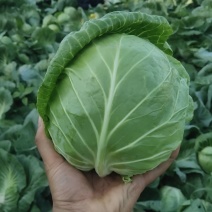 甘蓝大量上市！中甘系列！货源充足，基地直发