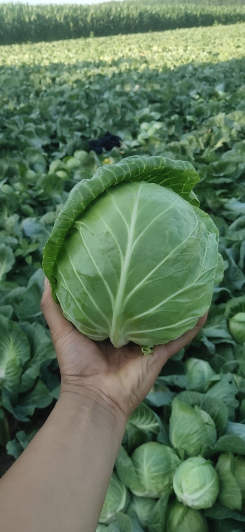 甘蓝大量上市！中甘系列！货源充足，基地直发