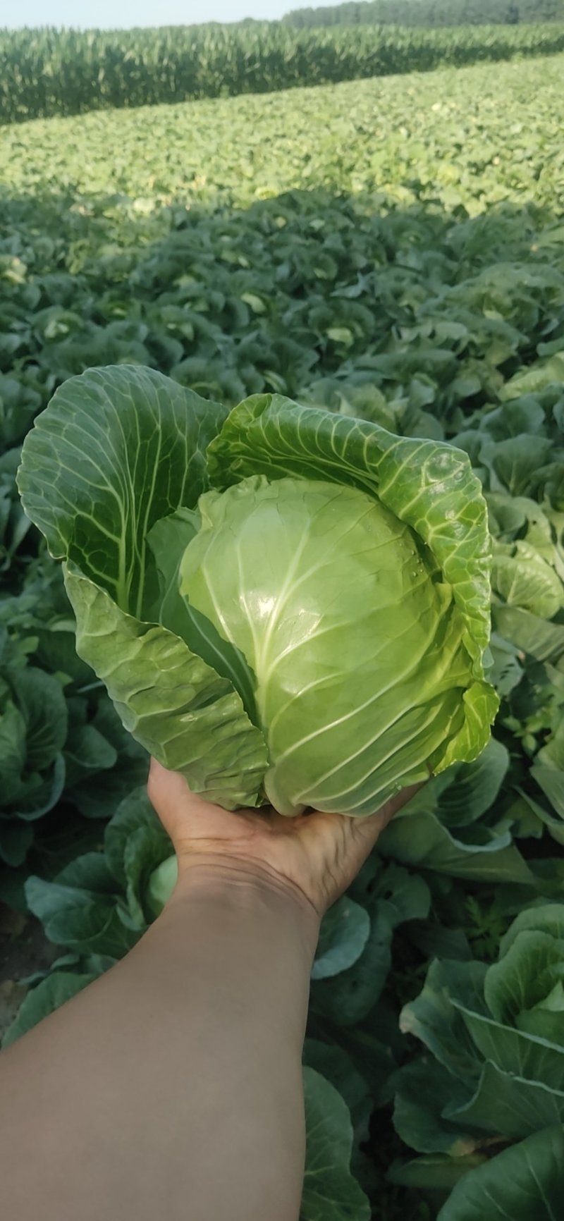 甘蓝大量上市！中甘系列！货源充足，基地直发