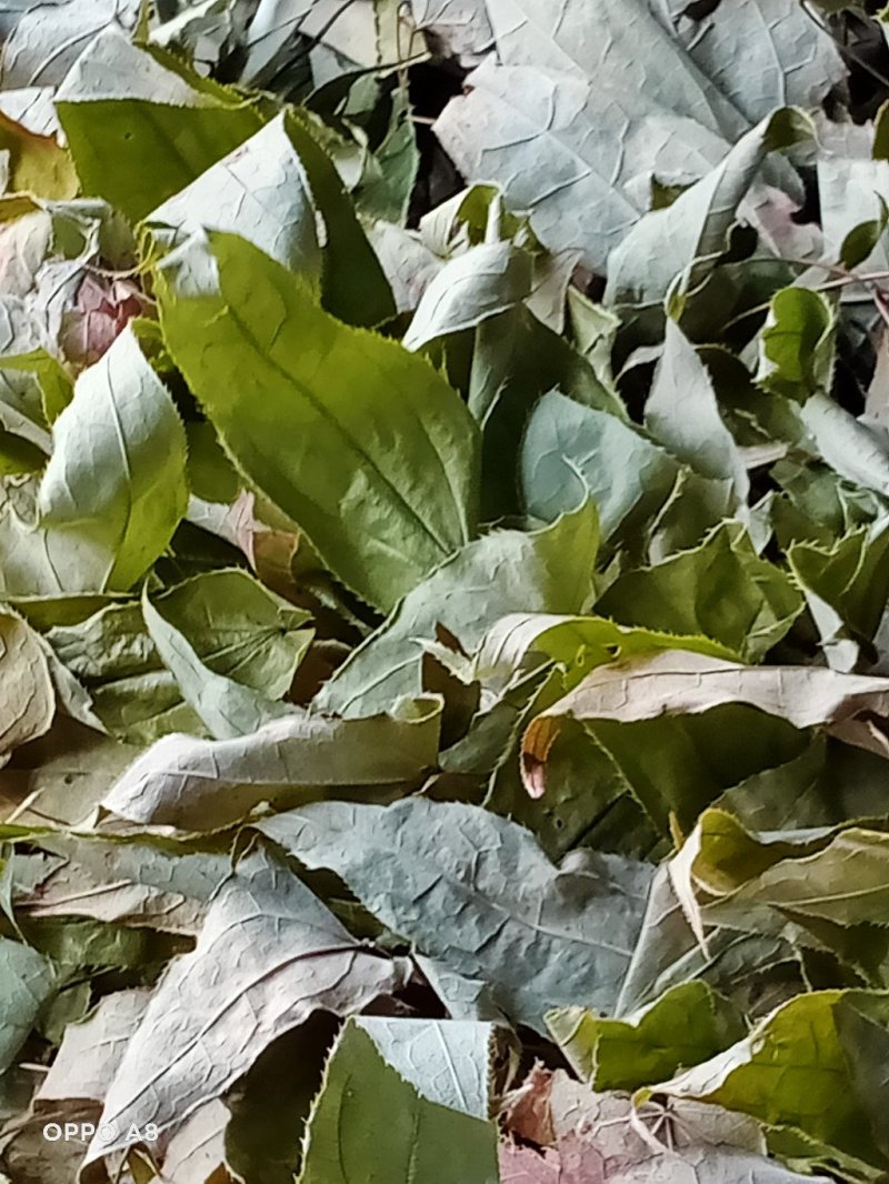 中药材淫羊霍