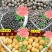 绿豆农家绿豆绿豆去皮绿豆熬粥绿豆汤5斤装包邮