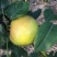 大量翠冠梨，味道好，果子圆润需要老板联系糖度13