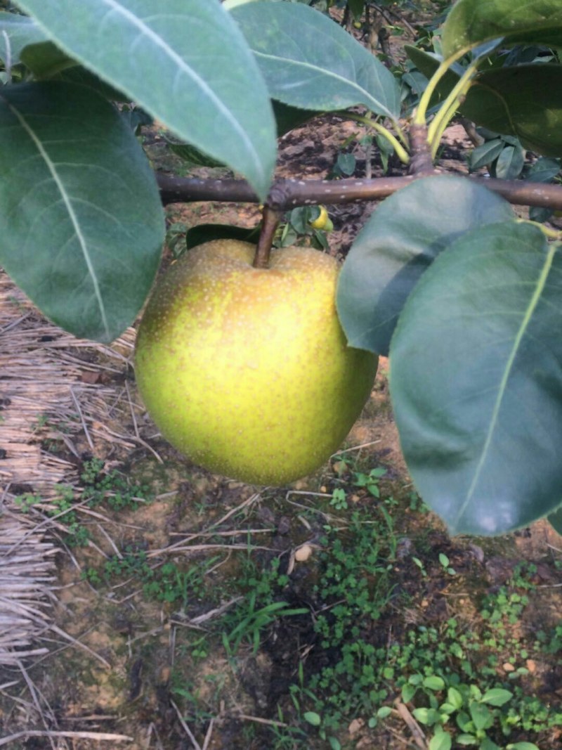 大量翠冠梨，味道好，果子圆润需要老板联系糖度13