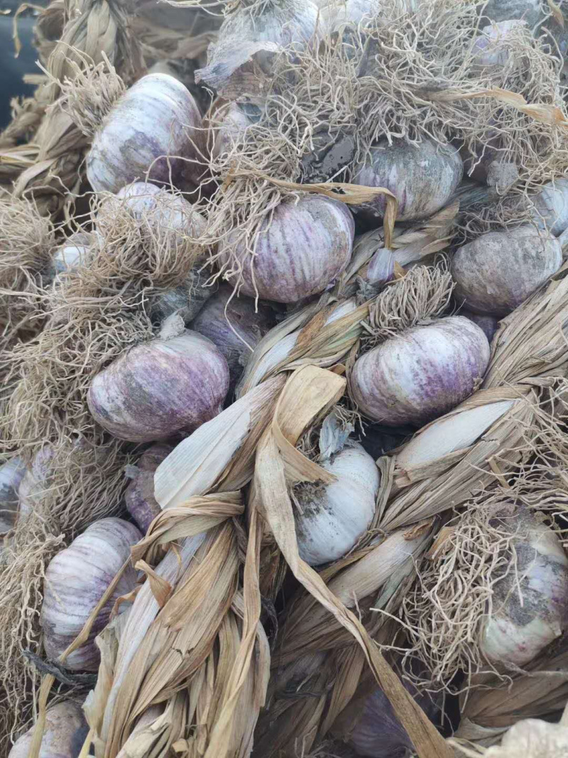 市场代办服务（辫子蒜种东北独头蒜种蒜黄用料）