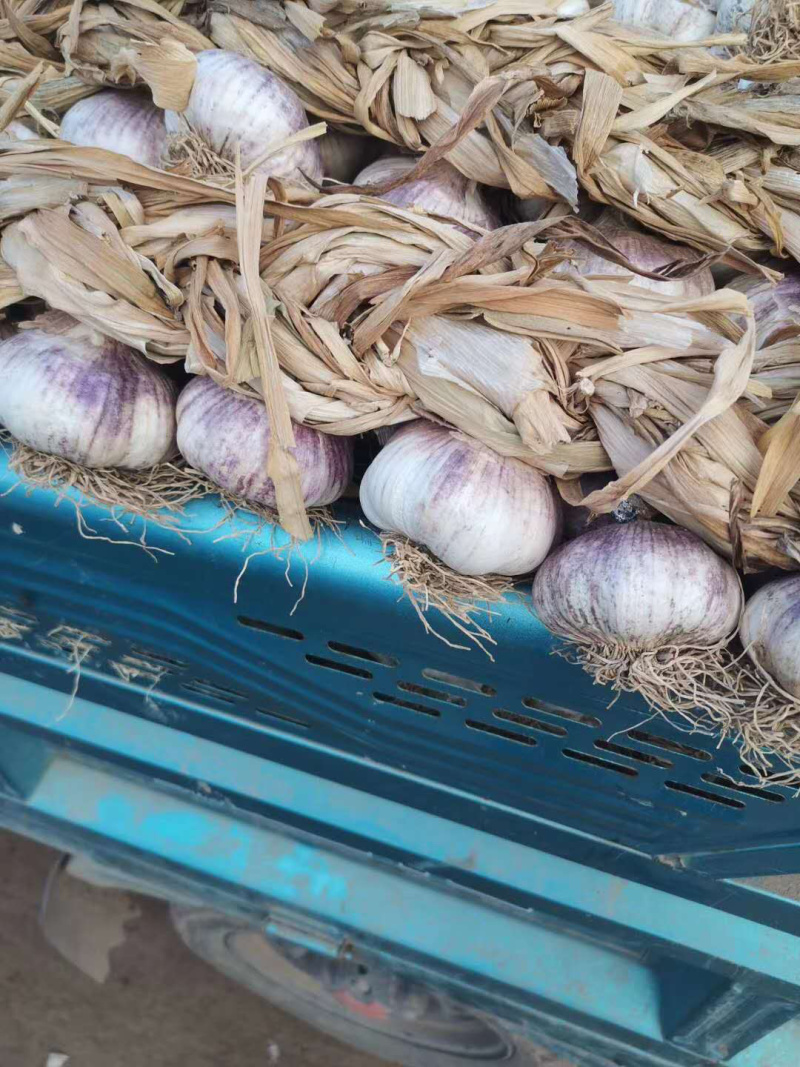 市场代办服务（辫子蒜种东北独头蒜种蒜黄用料）