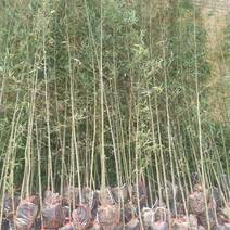 装盆竹子，假肢竹子成活率高
