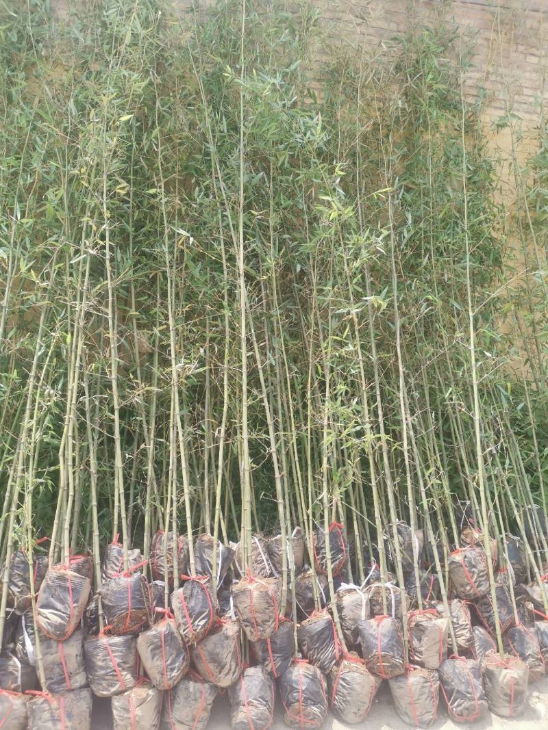 装盆竹子，假肢竹子成活率高