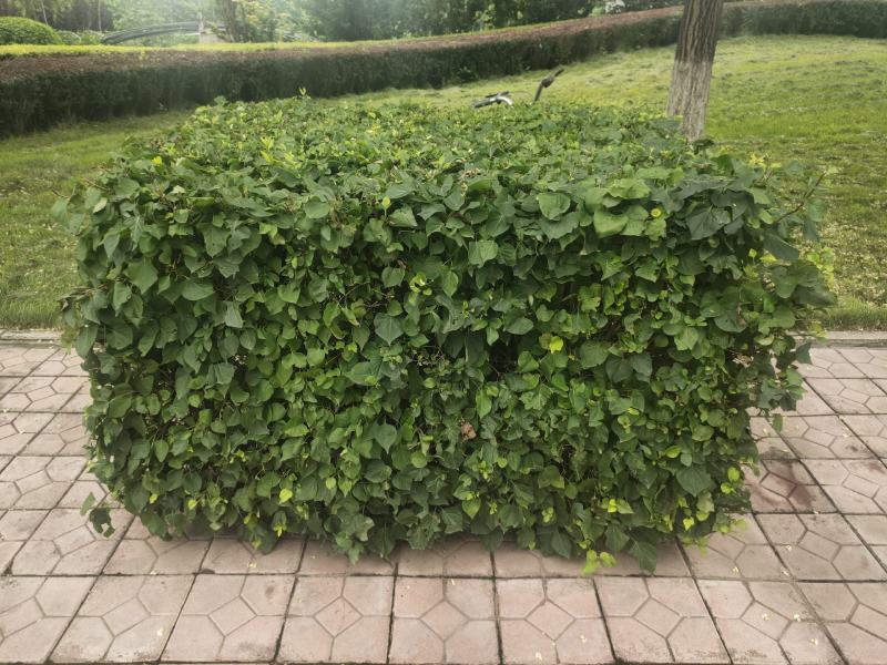 红王子锦带装车现场锦带价格