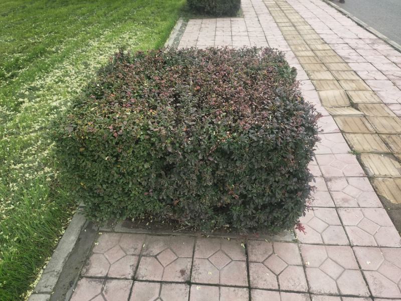 红王子锦带装车现场锦带价格