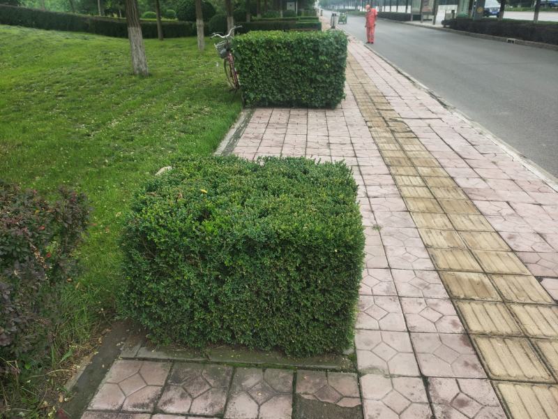 红王子锦带装车现场锦带价格