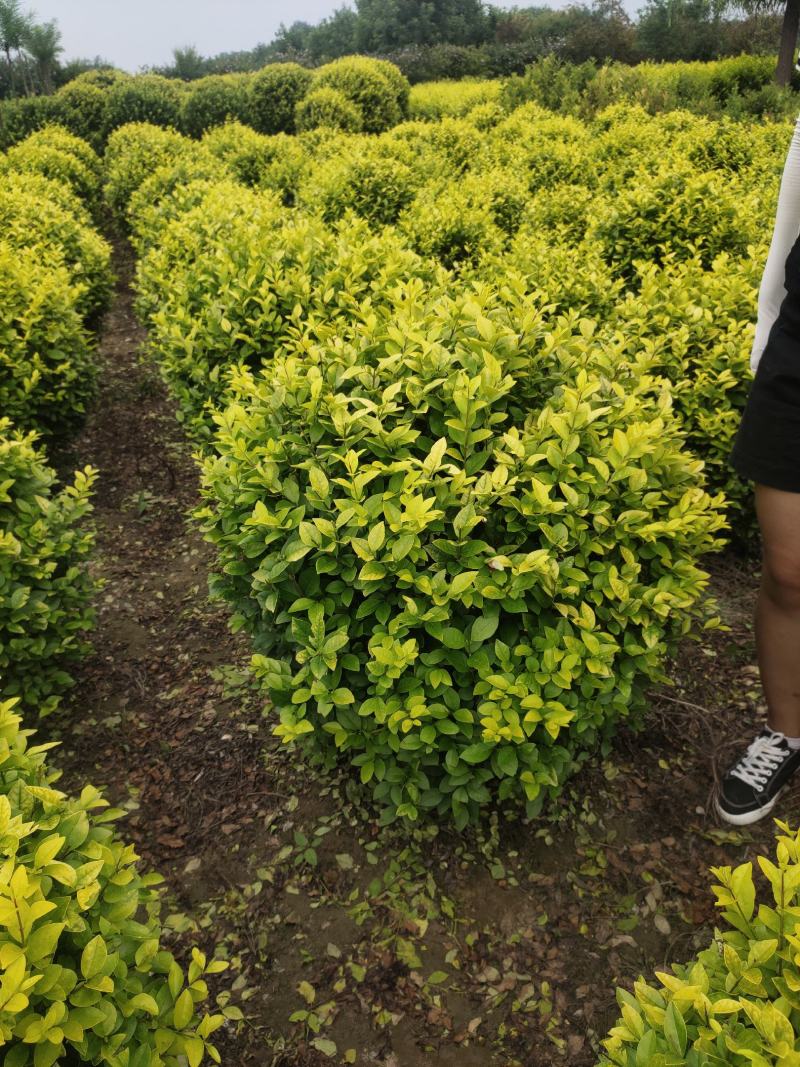 卫矛胶东卫矛卫矛价格河北卫矛