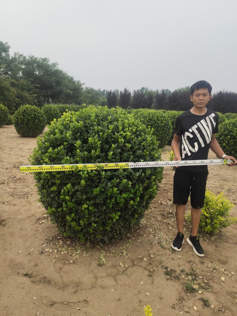 卫矛卫矛球卫矛球价格卫矛球产地