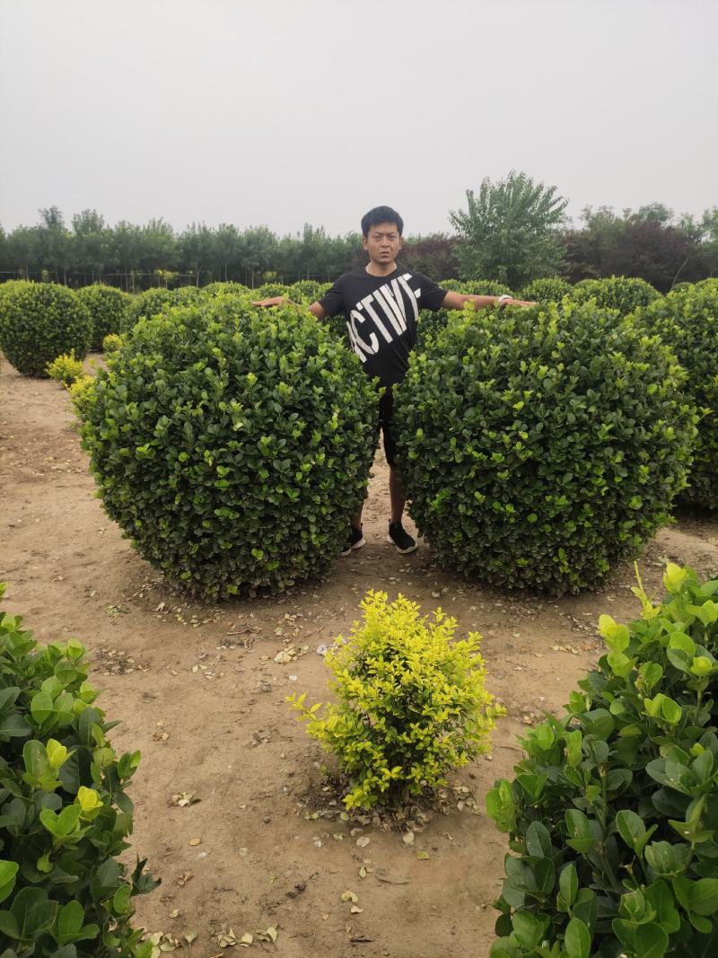 卫矛卫矛球卫矛球价格卫矛球产地