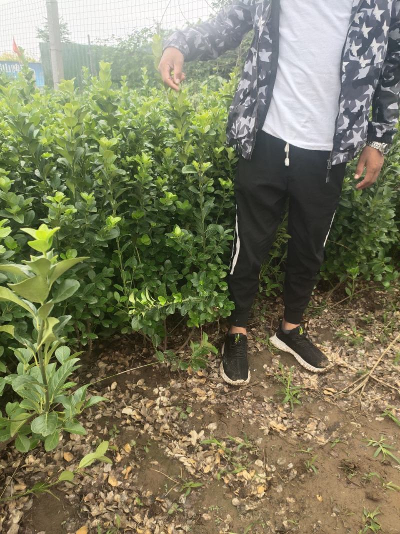 卫矛卫矛球卫矛球价格卫矛球产地