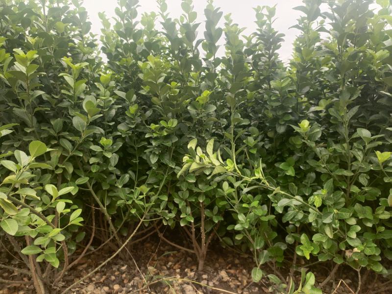 卫矛卫矛球卫矛球价格卫矛球产地