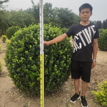 卫矛卫矛球卫矛球价格卫矛球产地